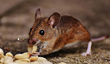 24 Hour & Emergency Exterminators in Osceola, WA